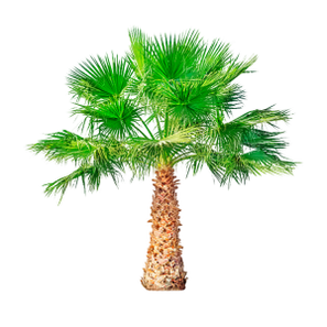 Dwarf Palm is a component of TestoUltra