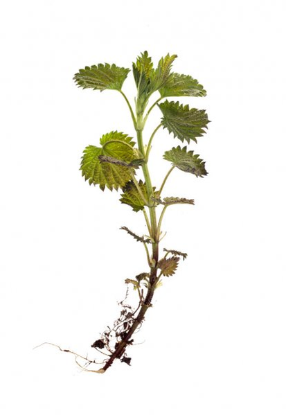 Nettle root-an integral part of the TestoUltra formula