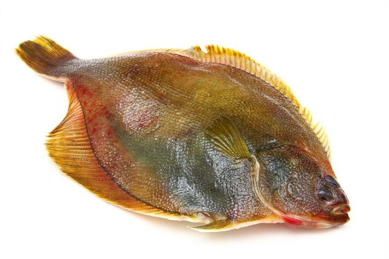 flounder