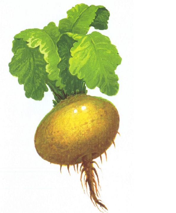 Radishes increase their effectiveness